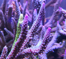 Acropora loisettae blue