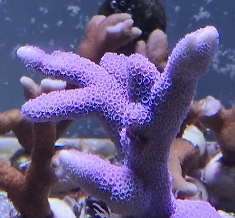 Montipora digitata blue