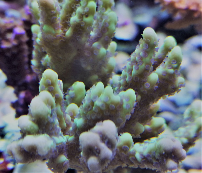 Montipora capitata green appleberry