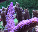 Acropora abrolhosensis blue