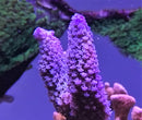 Acropora abrolhosensis blue