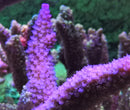Acropora abrolhosensis blue