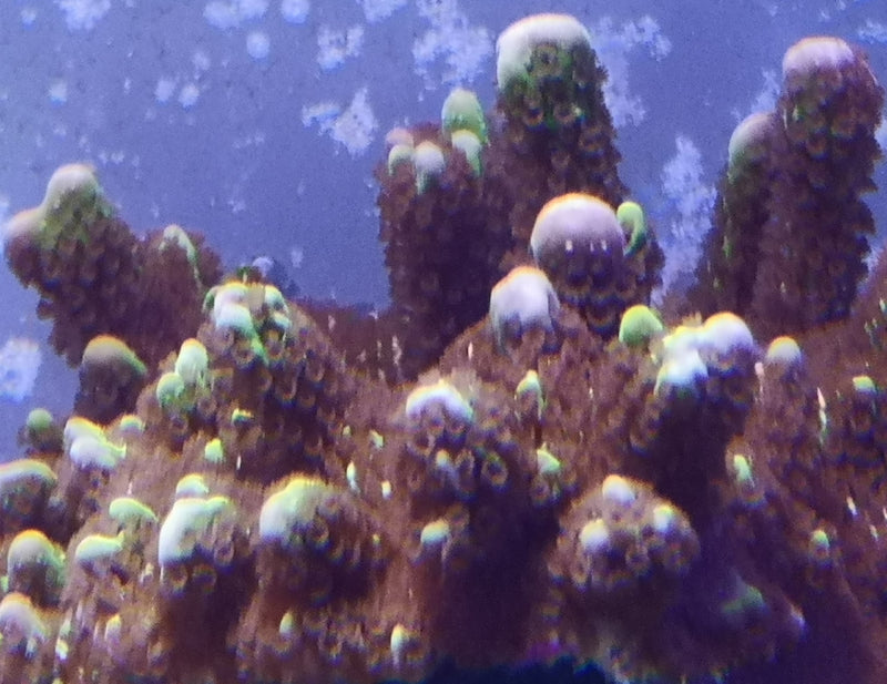 Montipora Confusa dayglow green