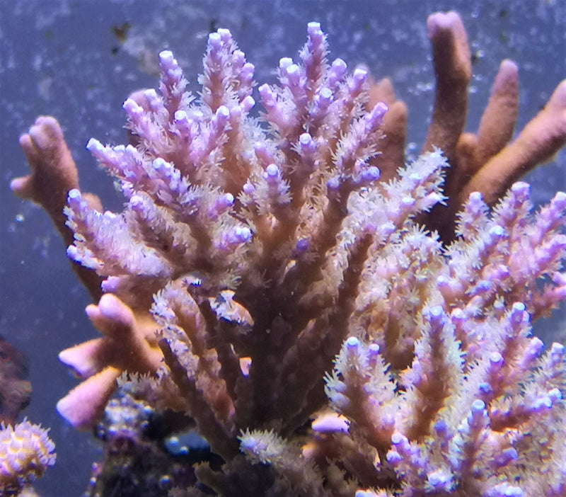 Acropora desalwii blue