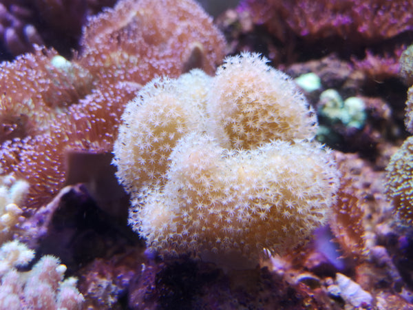 Sarcophyton Brown Toadstool