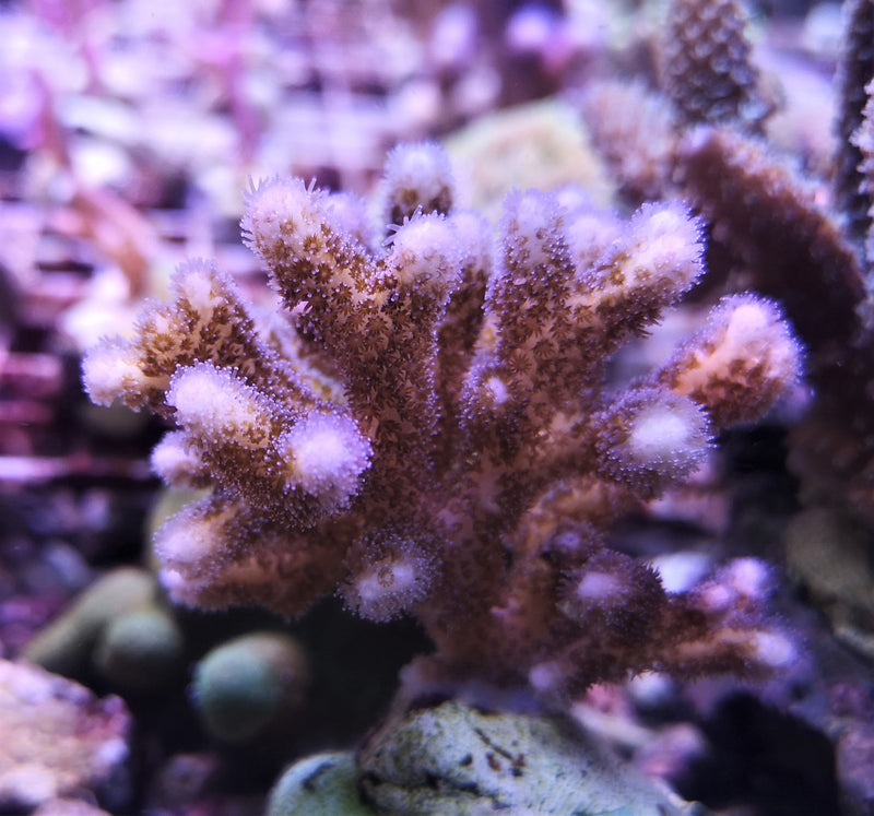 Pocillopora acuta