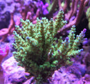 Acropora Tenius Day glow/blue tip