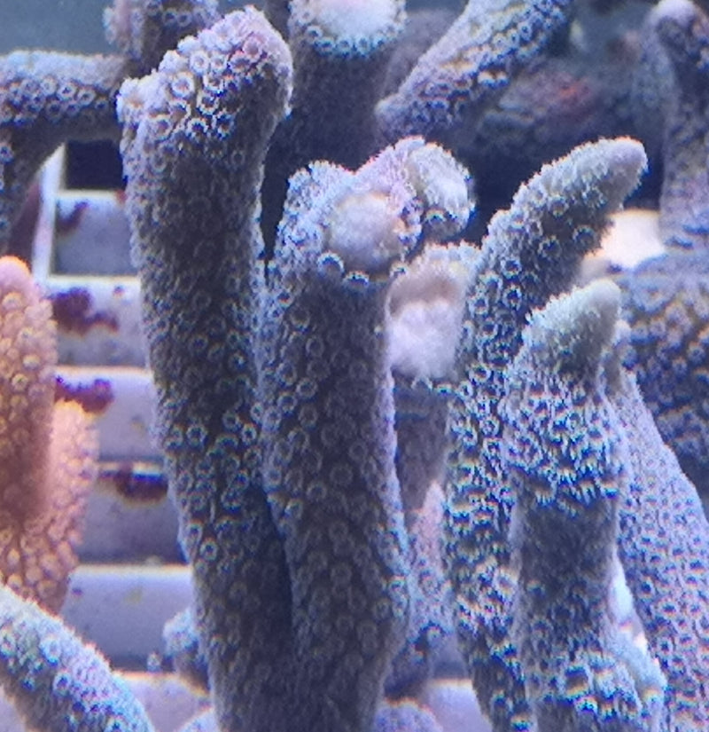 Montipora digitata turquoise