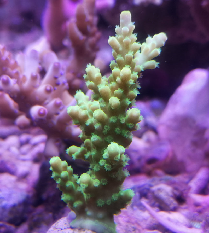 Acropora tenius neon green