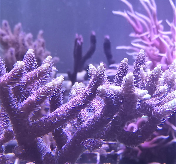 Acropora millepora red