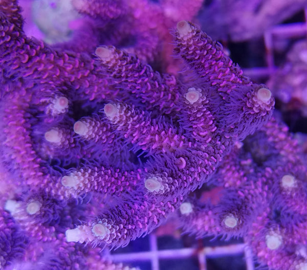 Acropora millepora red/pink