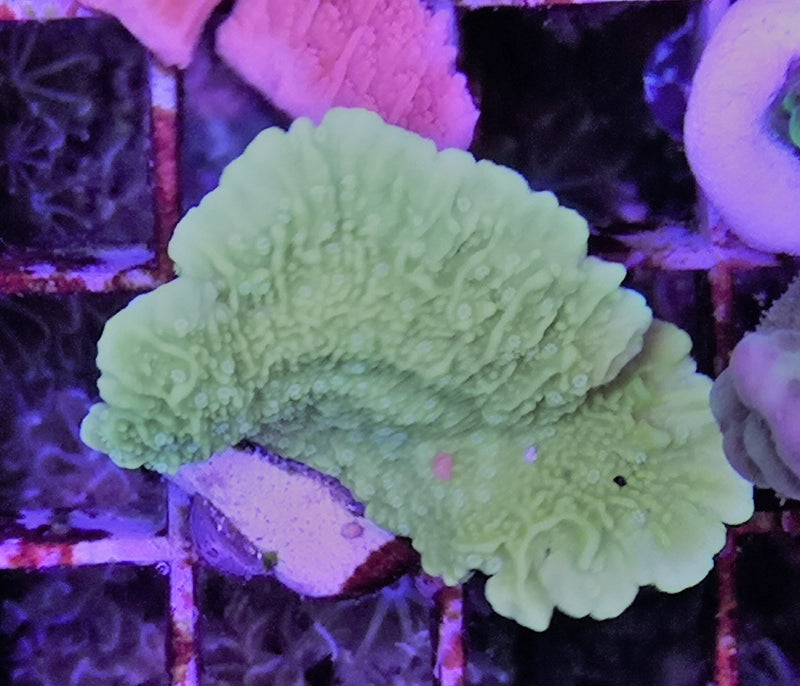 Montipora Capricornis ultra neon green