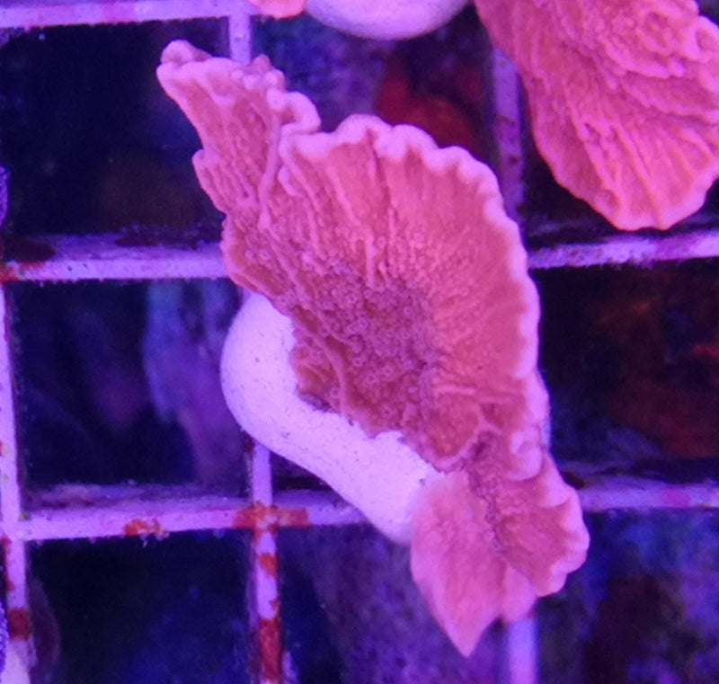 Montipora Capricornis red