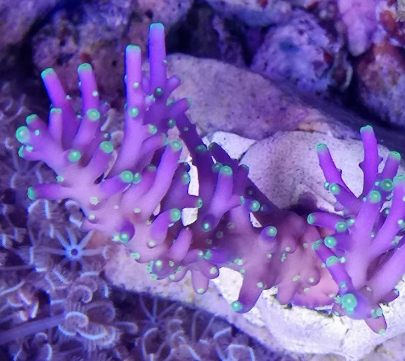 Acropora Carduus AKA Red Dragon