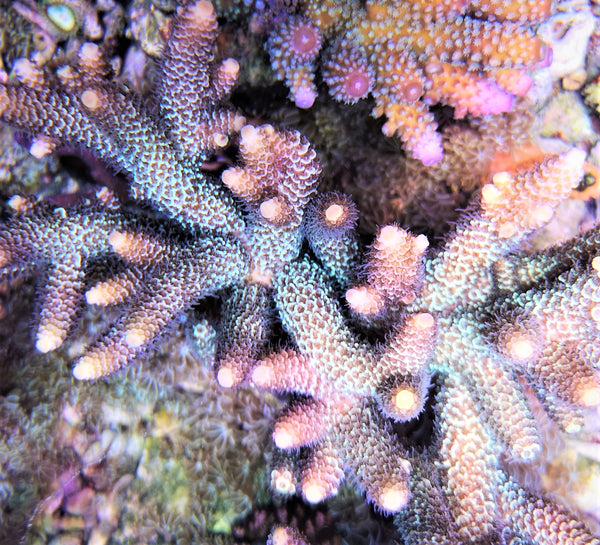 Acropora millepora gold