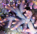 Acropora millepora gold