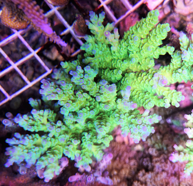 Acropora Tenius Day glow/blue tip