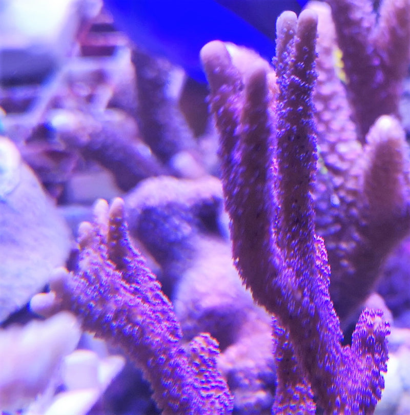 Montipora digitata purple berry