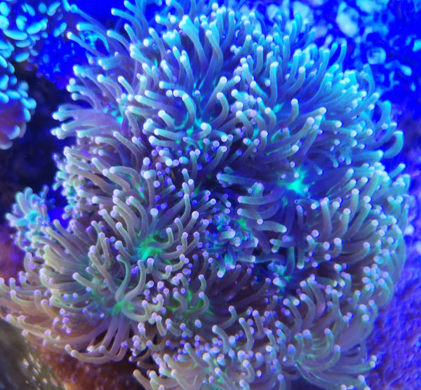 Torch Coral Neon green/Pink tip Euphyllia Glabrescens