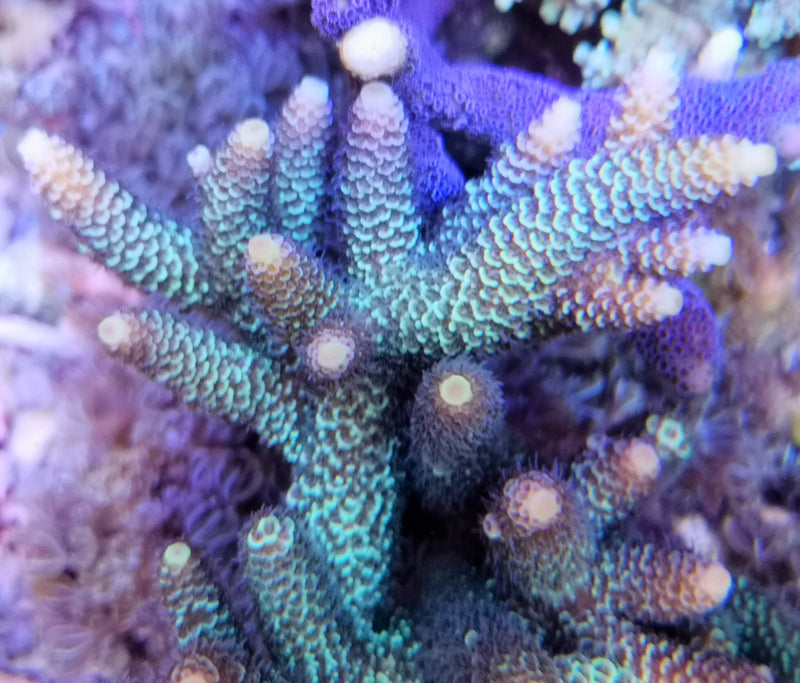 Acropora millepora gold