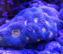 Acanthastrea echinata orange eye