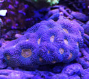 Acanthastrea echinata orange eye