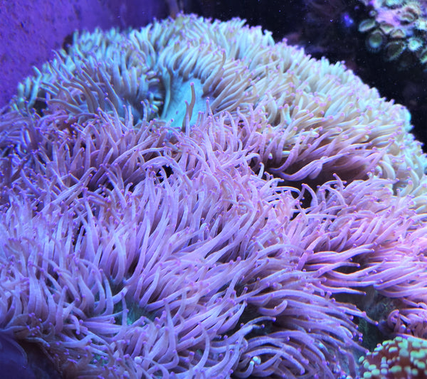 Elegance coral Catalaphyllia jardinei pink tip