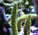 Acropora Bali slimer