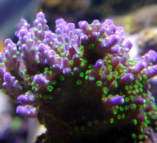 Acropora Tri-colour purple/green