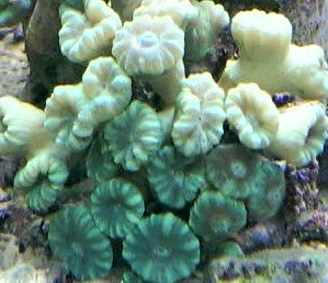 Candy cane coral Caulastraea Lime