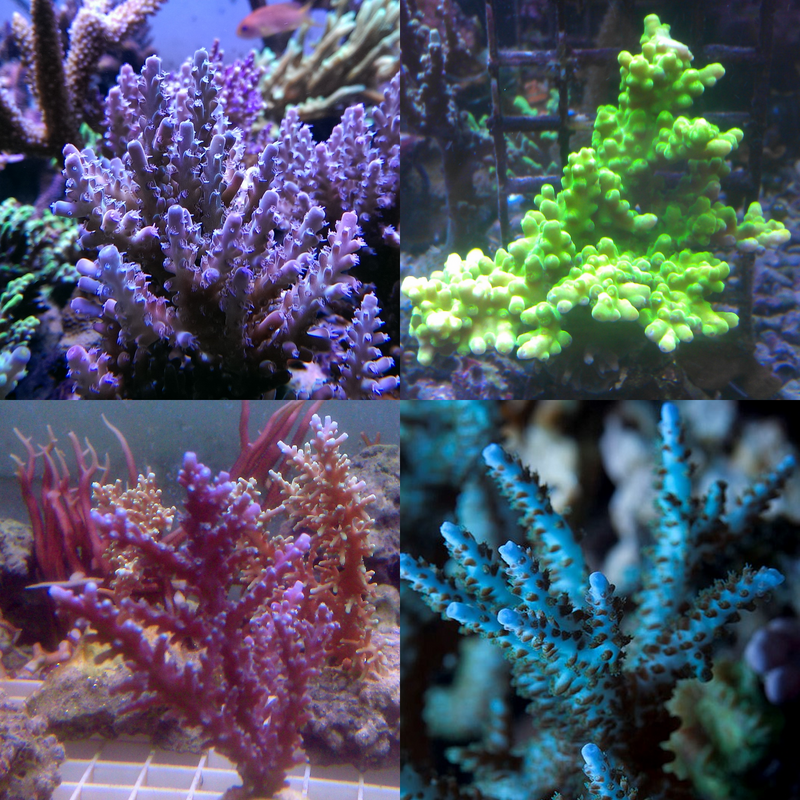 Acropora coral frag pack