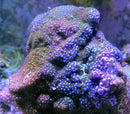 Montipora Danae Rainbow Superman blue