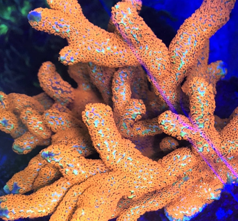 Montipora digitata forest fire