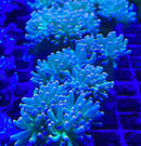 Torch Coral Neon green/Pink tip Euphyllia Glabrescens