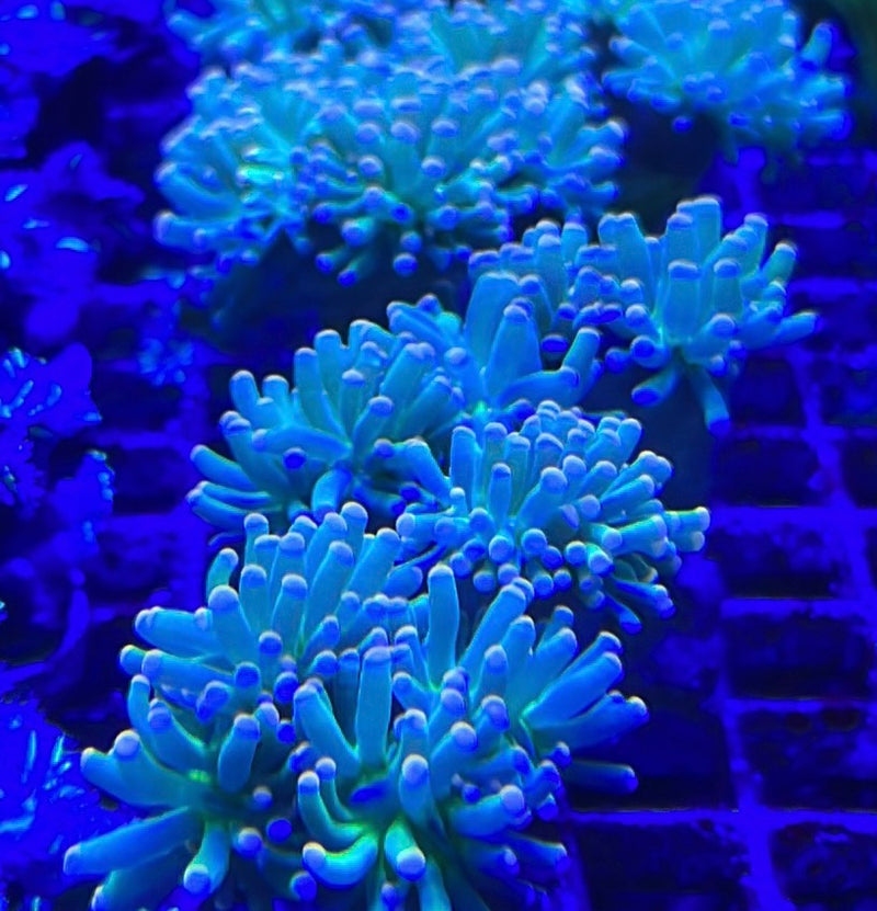 Torch Coral Neon green/Pink tip Euphyllia Glabrescens