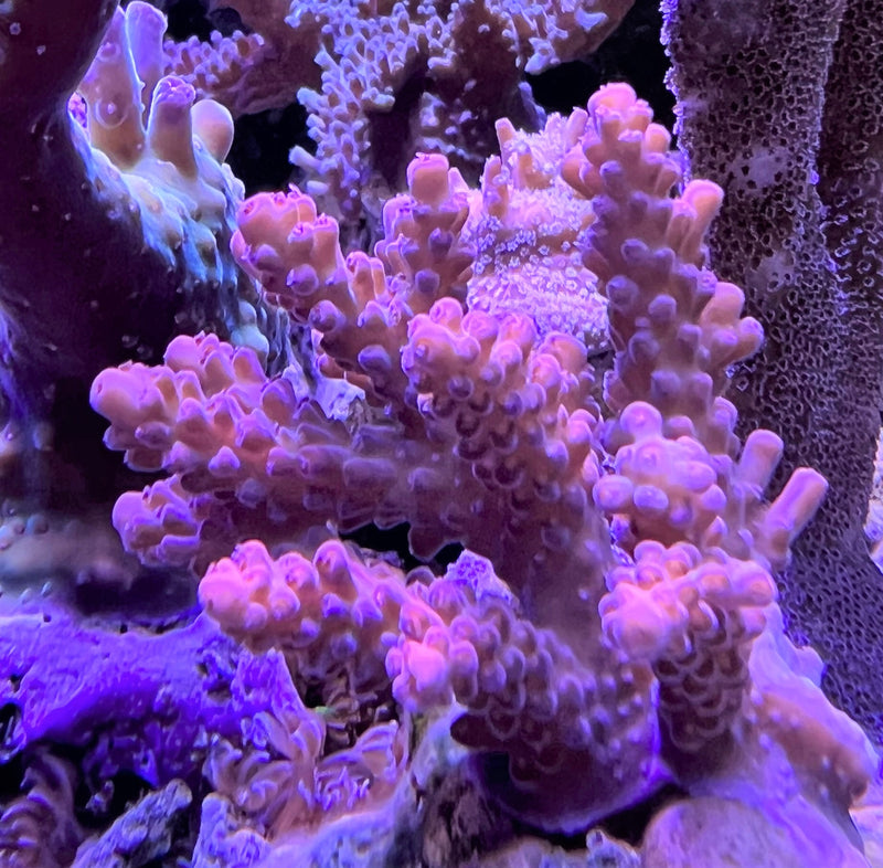 Acropora latistella AKA Bali shortcake