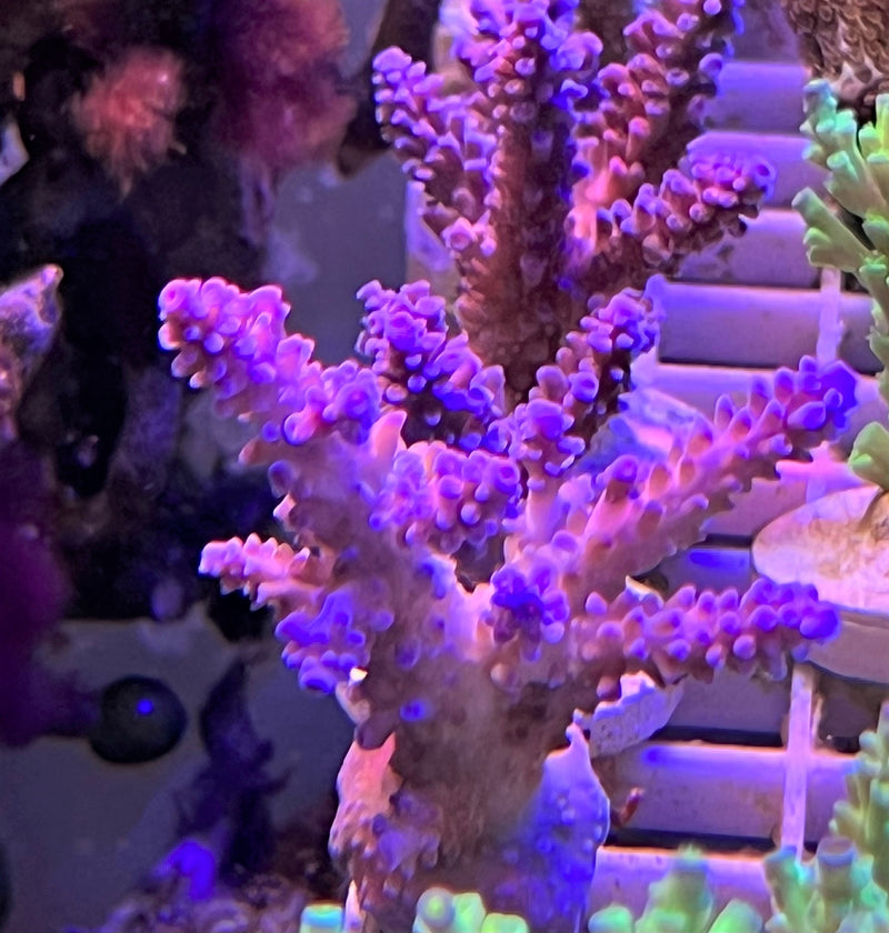 Acropora Donei