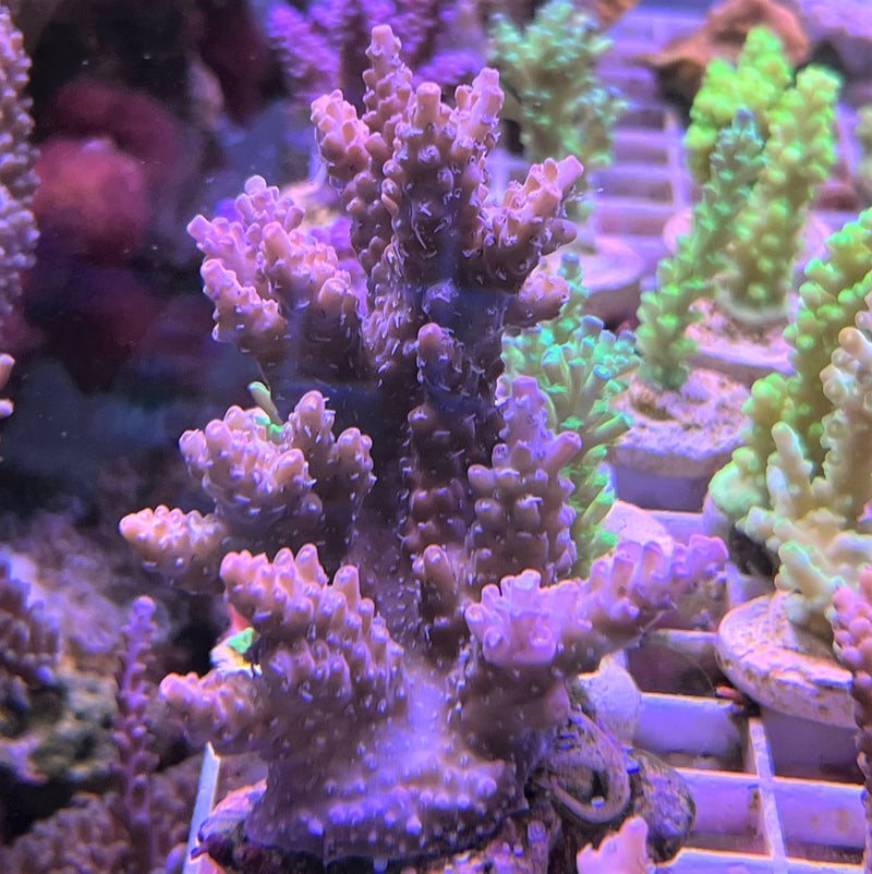 Acropora Kosurini red/yellow polyp