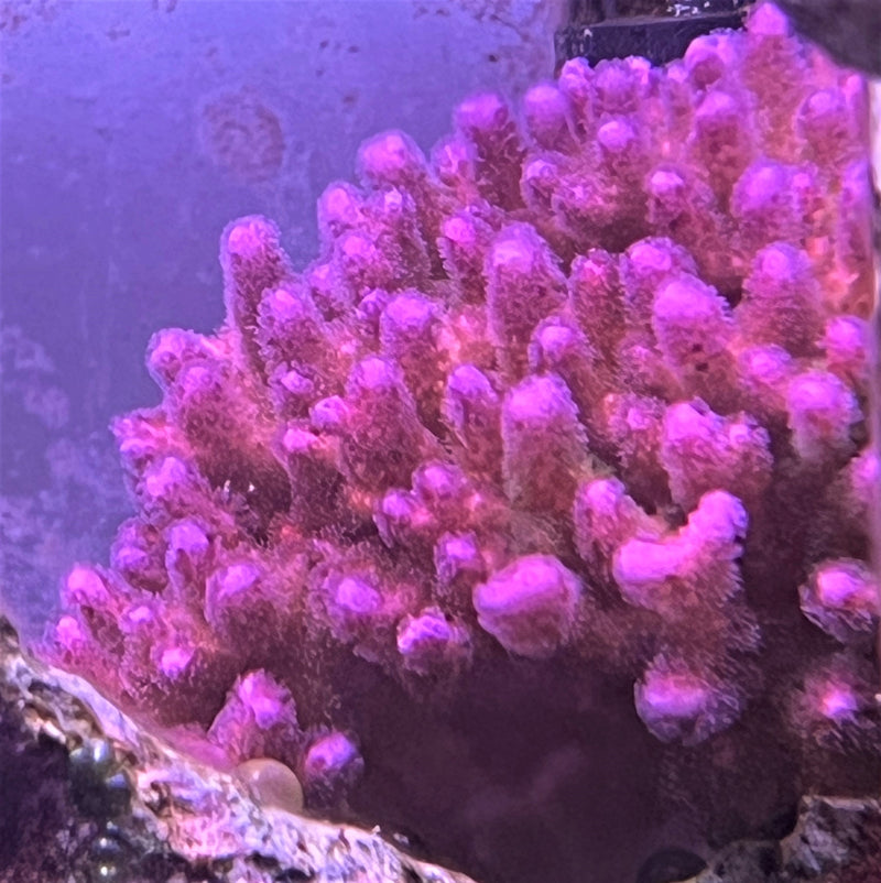 Pocillopora damicornis Ultra pink