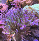 Acropora desalwii Violet/green AKA Purple berry