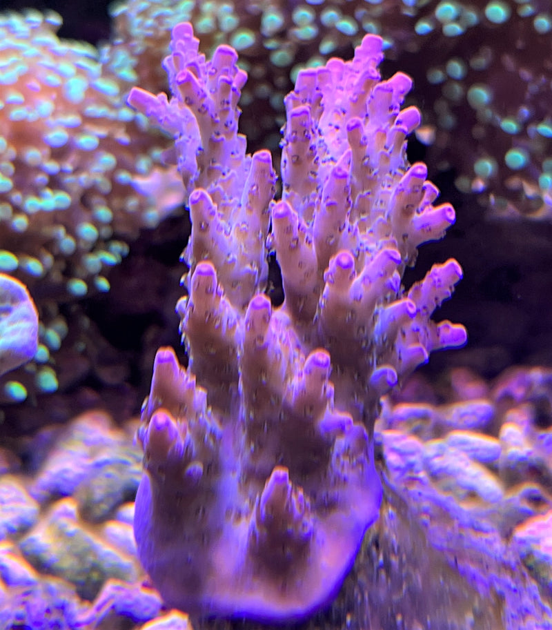 Acropora ORA Red Planet