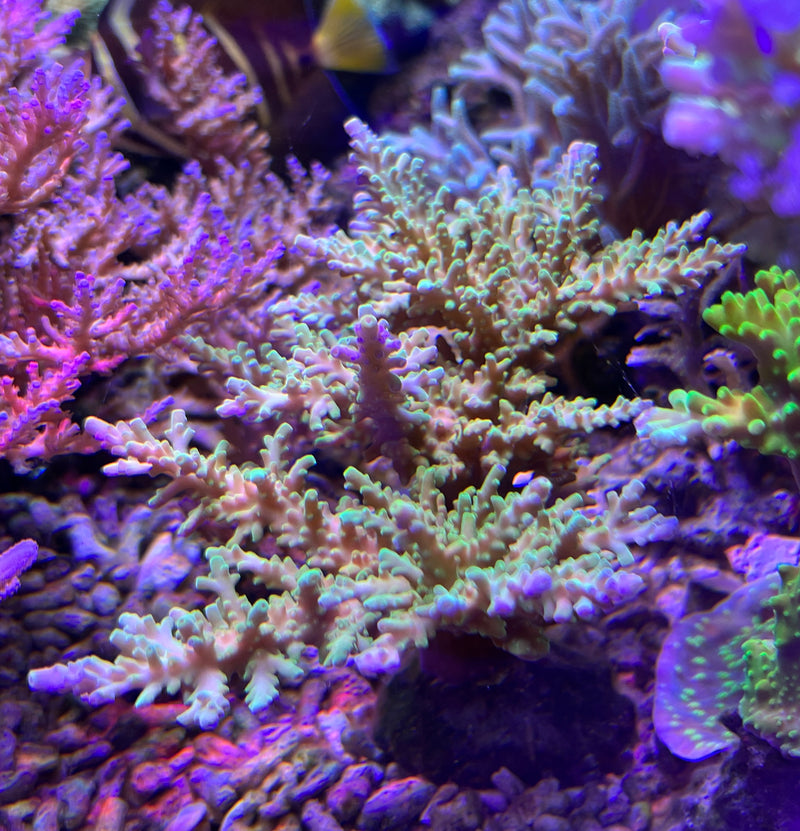 Acropora Carduus green