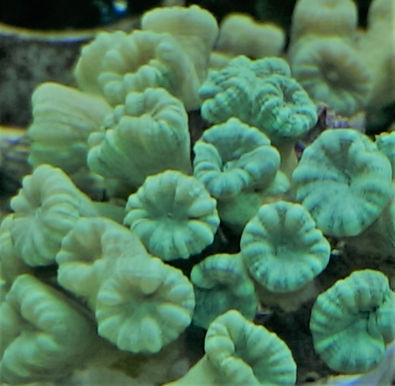 Candy cane coral Caulastraea Lime