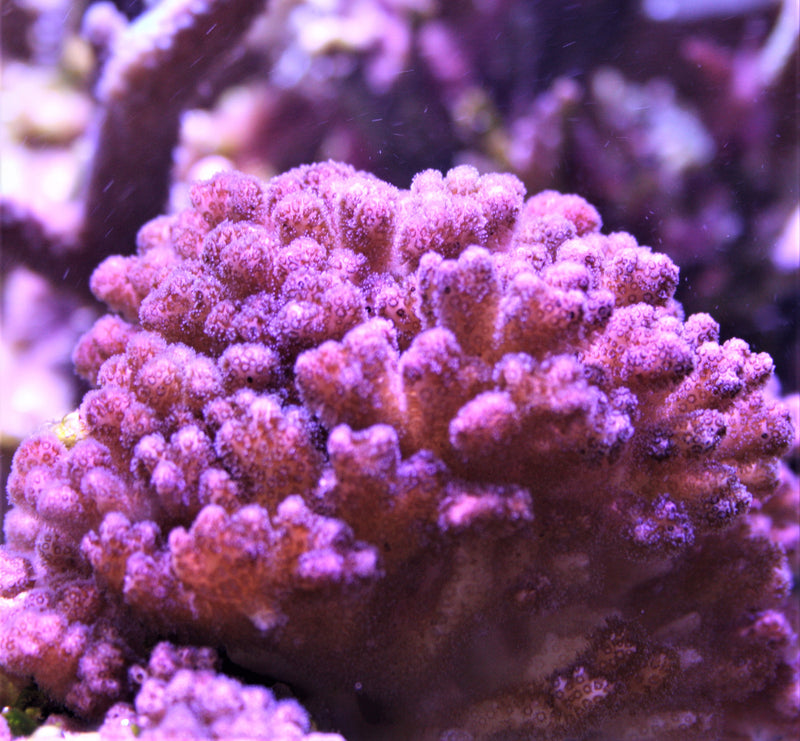 Pocillopora damicornis pink