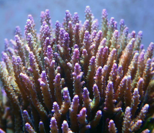 Acropora nana purple