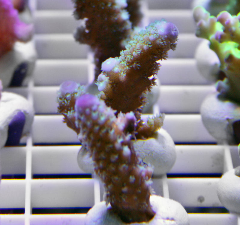 Acropora humilis