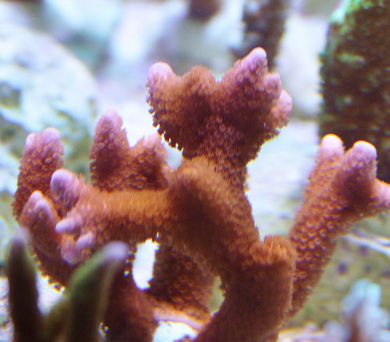 Montipora digitata red